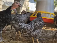Turkeys — zdjęcie 7