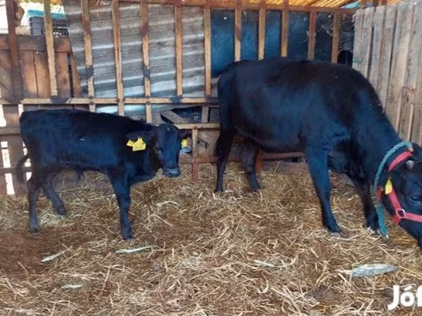 Lembu betina, Cattle