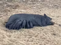 หมูป่าตัวผู้, Вьетнамская вислобрюхая — รูปภาพ 3