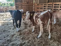 วัวตัวผู้, Simmental cattle — รูปภาพ 3