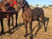 公马, Percheron — 照片 6