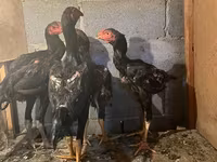 Chickens — foto 2