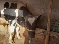 Touro, Russian Black pied cattle — foto 2