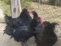 አውስትራሎርፕ — ፎቶ 2