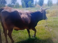 گاو ماده, گاو — عکس 1