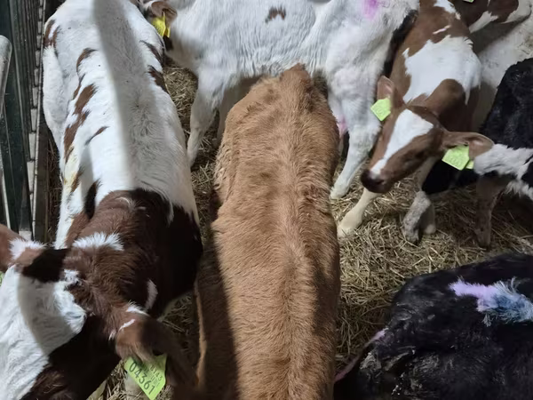 Toro, Simmental cattle
