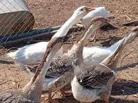 Geese — zdjęcie 3