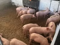 Babi (lot, jantina tidak dinyatakan), Pigs — foto 2