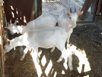 แพะตัวเมีย, Saanen goat — รูปภาพ 4