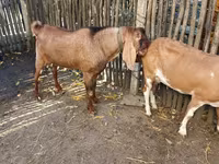 تيس, Nubian Goat — الصورة 4