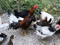 Chickens — fotografija 2