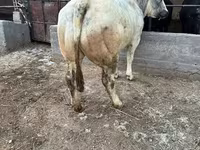母牛, Belgian Blue — 照片 2