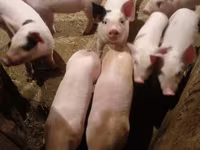 Scroafă, Porci — foto 2