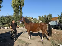 Kuda betina, Horses — foto 3