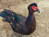 Ducks — 1-rasm