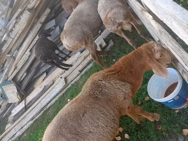Sheep, Arashan sheep — Kyrgyzstan
