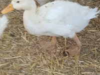 domácí kachna pižmová — foto 5