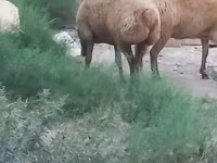 Pecore (lotto, sesso non specificato), Pecore — foto 2
