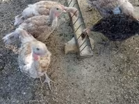 Turkeys — снимка 1