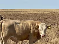 Dibi, Swiss cattle — sawirka 7