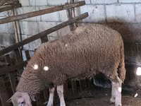 雄羊, Baerchuke sheep — 写真 5