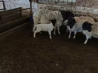 भेड़, Dorper sheep — फ़ोटो 8