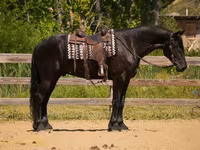 Hingst, Friesian — foto 3