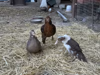 Turkeys — عکس 7