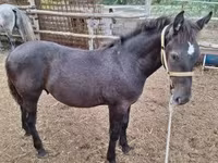 Cavallo, Cavalli — foto 1
