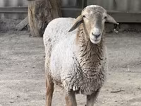 የጎትት አውራ በግ, Sheep — ፎቶ 7