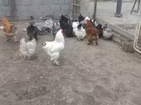 Брама — снимка 4