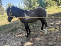 Klisna, Australian Pony — foto 3