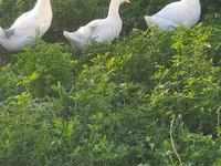 Chickens — foto 8