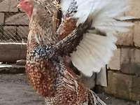 Czech Gold Brindled Hen — sawirka 3