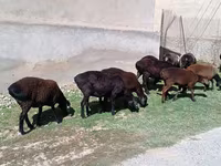 میش, گوسفند — عکس 1