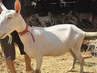 Kambing betina, Saanen goat — foto 5