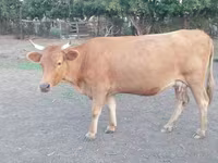 Ko, Latvian Blue cattle — foto 2