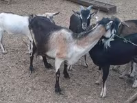 Goat, Goats — photo 2