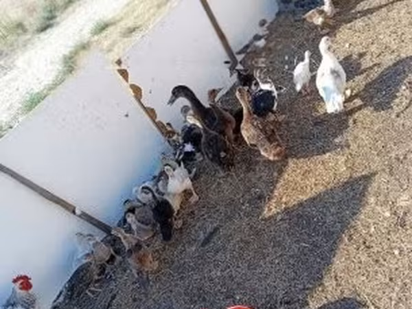 Ducks