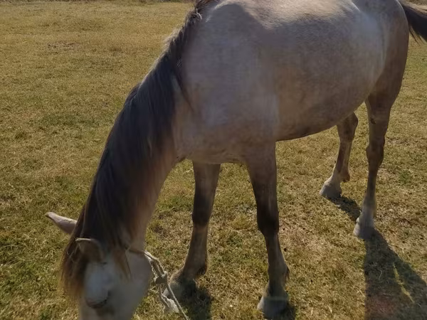 Hingst, Heste