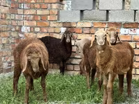 Pecora, Arashan sheep — foto 1