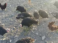Turkeys — fotografija 3