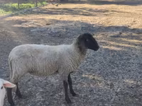 Får, Tsigai sheep — foto 1