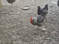 Chickens — fotografija 1