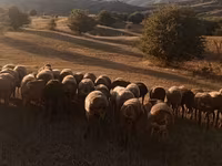 Kambing betina, Hissar sheep — foto 1