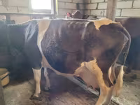 گاو ماده, Swiss cattle — عکس 7