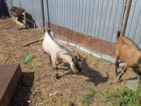 숫염소, Alpine goat — 사진 2