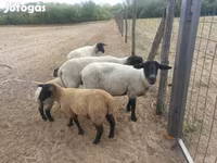 Schaap, White Suffolk sheep — foto 1