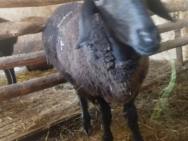 Sheep, Sheep