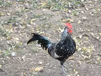 Chickens — 사진 3